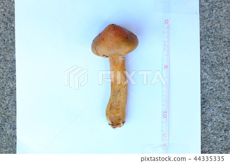 巨大的sugitake 44335335