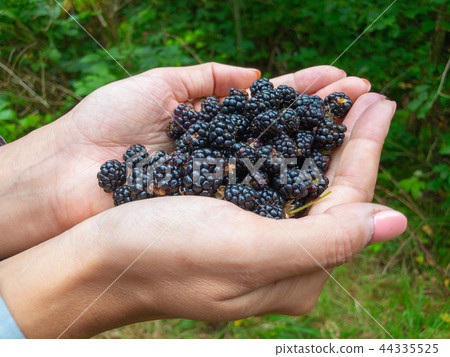 Handful of ripe blackberries in the palms 44335525