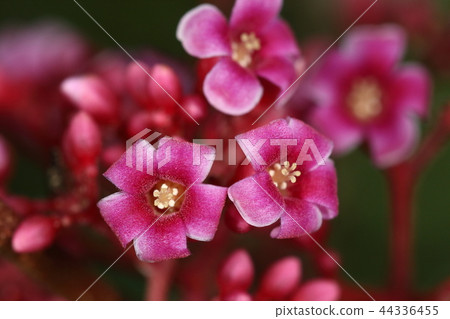 Nature Plants Star fruit, yellow rose on a light-colored petal. Is it a first class product for ornamental use? 44336455