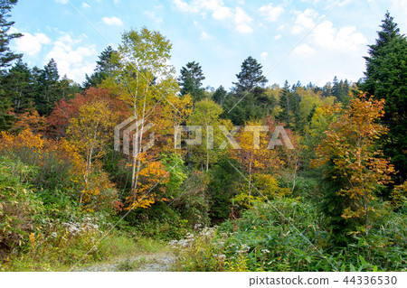I want to see the autumn leaves of Shiga Kogen 44336530