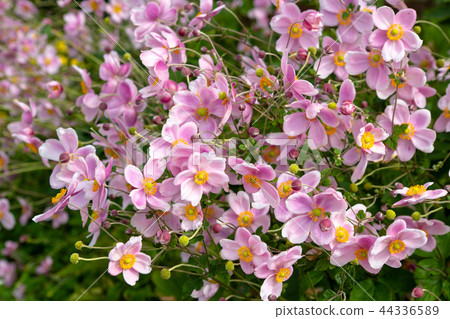 Beautiful shout daisy flower Beautiful shout daisy flower 44336589