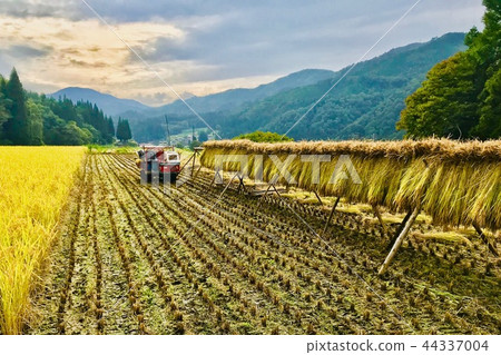 Rice harvesting, heart drying, sun drying, natural drying 44337004