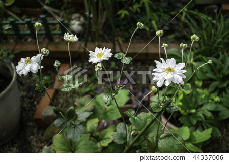 Shumygiku（秋菊） 44337006