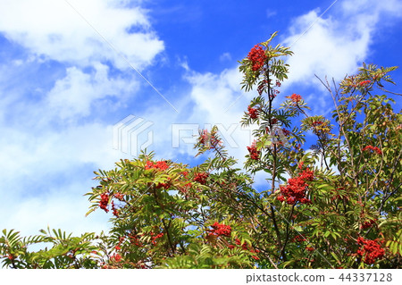 Rowan berries 44337128