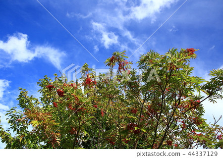 Nanakamado tree 44337129