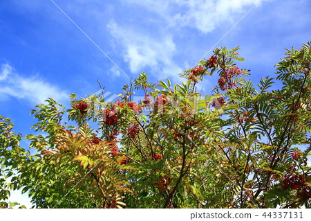 Nanakamado樹 Nanakamado樹 44337131