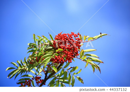 Nanakamado水果 44337132