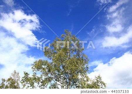 白樺樹 44337133