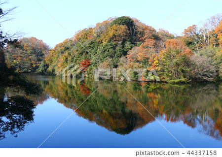 Autumn leaves / yellow leaves 44337158