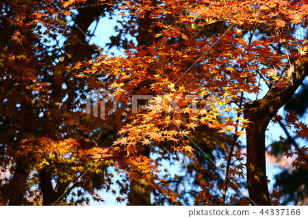 Autumn leaves / yellow leaves Autumn leaves / yellow leaves 44337166