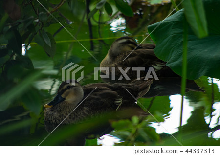 Resting on bushes Resting on bushes 44337313