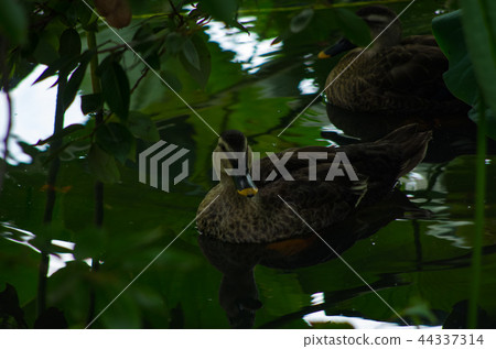 在灌木叢上休息 在灌木叢上休息 44337314