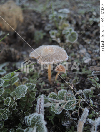 Mushroom that hits the morning frost Mushroom that hits the morning frost 44337329