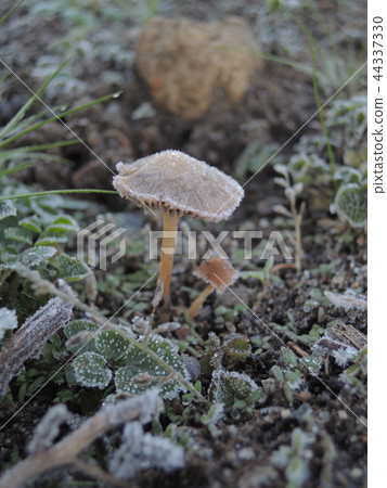 Mushroom that hits the morning frost Mushroom that hits the morning frost 44337330