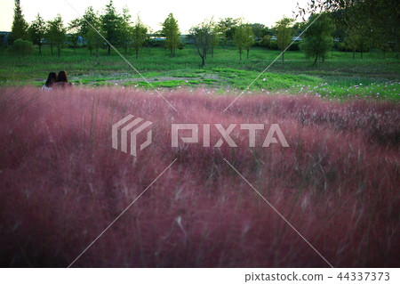 粉紅色的仔細考慮,西部的蘆葦,蘆葦,秋天,植物, 粉紅色的仔細考慮,西部的蘆葦,蘆葦,秋天,植物, 44337373