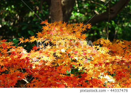 Autumn leaves / yellow leaves 44337476