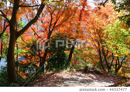 Autumn leaves / yellow leaves Autumn leaves / yellow leaves 44337477