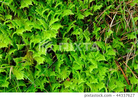 美麗的飛蛾 44337627