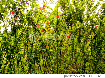 整合美化花園和景區變化。 44338323