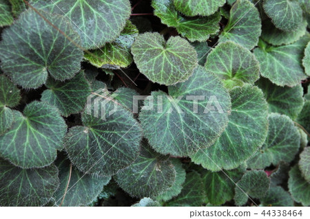 奇蹟星植物大廈Yukinoshita葉子 奇蹟星植物大廈Yukinoshita葉子 44338464