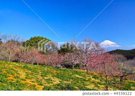 Plum and Mt. Fuji 44339122