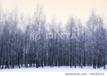 Birches are covered with hoarfrost 44339123