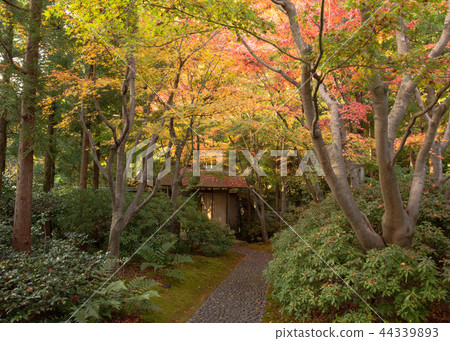 北山綠化植物園 44339893