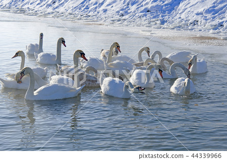 swans swimming 44339966