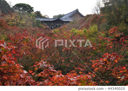 東福寺通天橋 44340020