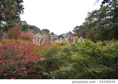 Tofukuji Temple Tsutenbashi Tofukuji Temple Tsutenbashi 44340039