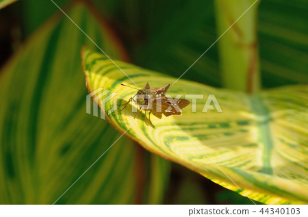 下水道蝴蝶17-09-30 44340103