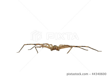 common huntsman spider on white background 44340600