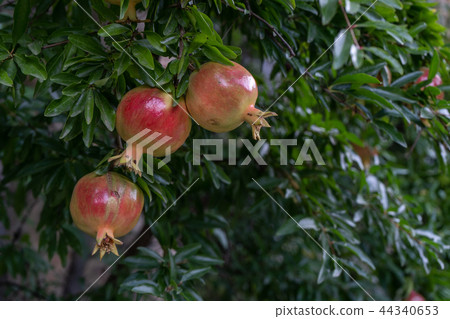Colorful pomegranate fruit on tree branch. 44340653
