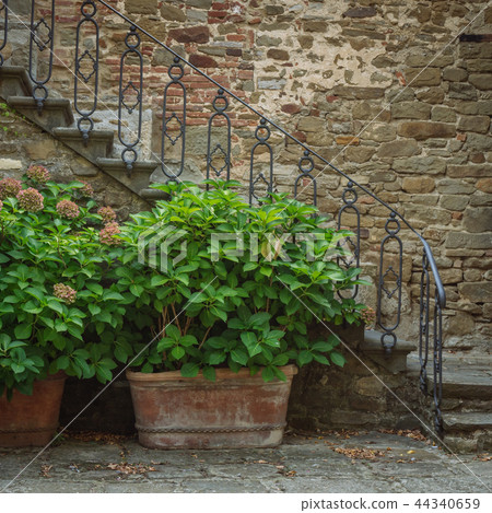 Beautiful flowers in front of stone wall Beautiful flowers in front of stone wall 44340659