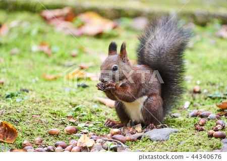 Ezolith吃橡子 Ezolith吃橡子 44340676