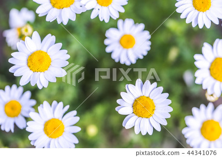 北極花 北極花 44341076