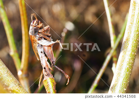 Haze of haze (cricket) Haze of haze (cricket) 44341508