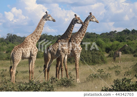 Giraffe-Chobe, Botswana 44342703