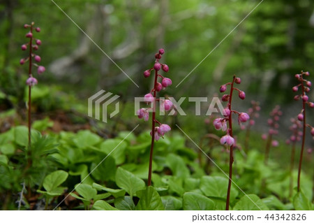 The flower of the mallow flower of Mt. Fuji Nakamichi The flower of the mallow flower of Mt. Fuji Nakamichi 44342826