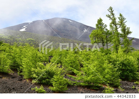 Mt. Fuji Nakamichi的落葉松林 Mt. Fuji Nakamichi的落葉松林 44342833