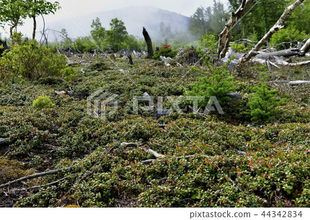 Mt. Fuji Nakamichi的苔蘚和山頂 Mt. Fuji Nakamichi的苔蘚和山頂 44342834