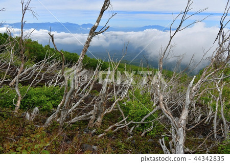 富士山的中野路骷髏森林和南阿爾卑斯山的八岳 富士山的中野路骷髏森林和南阿爾卑斯山的八岳 44342835