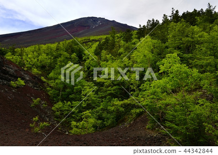 Mt. Fuji Nakamichi花園的火山口痕跡 Mt. Fuji Nakamichi花園的火山口痕跡 44342844