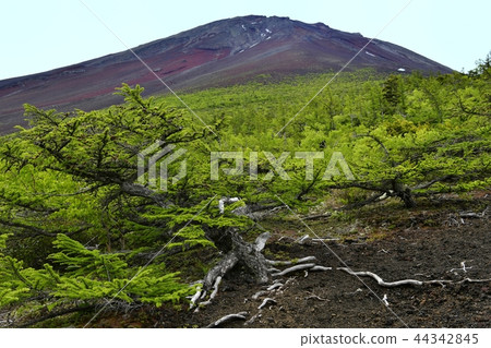 Mt. Fuji from Nakado Onba 44342845
