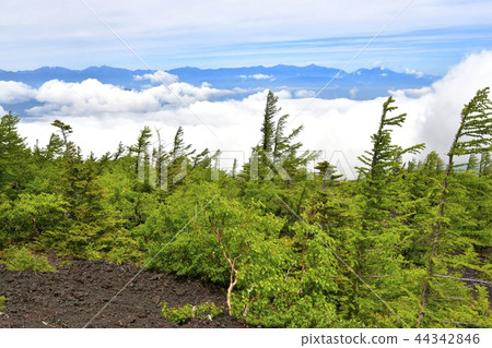 Southern Alps and Unkai from Mt. Fuji Nakamichi Onba 44342846