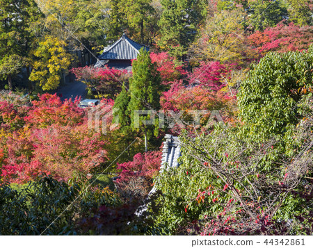 Kyoto Eikando Kuririnji Temple 44342861