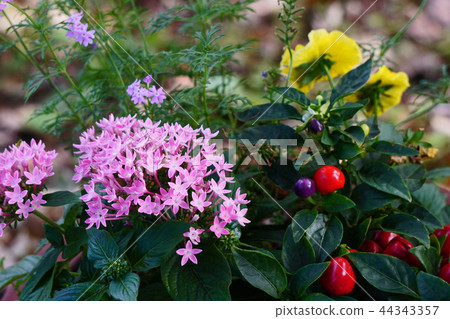 Xasantanka with a beautiful star shape 44343357