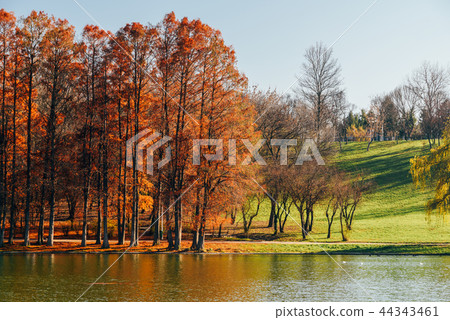 Autumn Trees Landscape In Bucharest In Fall Autumn Trees Landscape In Bucharest In Fall 44343461