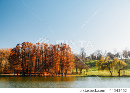 Autumn Trees Landscape In Bucharest In Fall Autumn Trees Landscape In Bucharest In Fall 44343462
