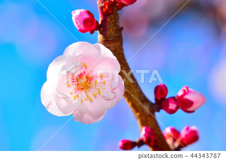 紅紫羅蘭色單輪 44343787